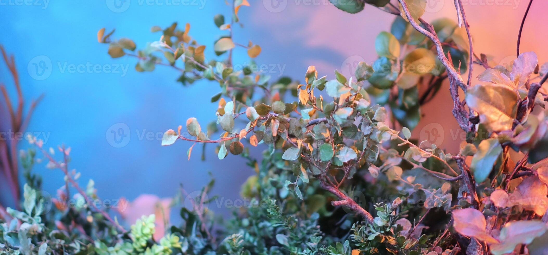 A plant is in front of a blue wall photo