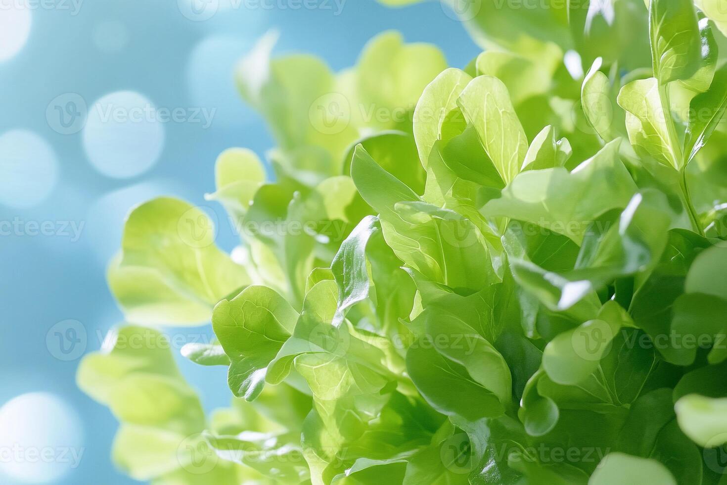 A close up of green lettuce leaves photo