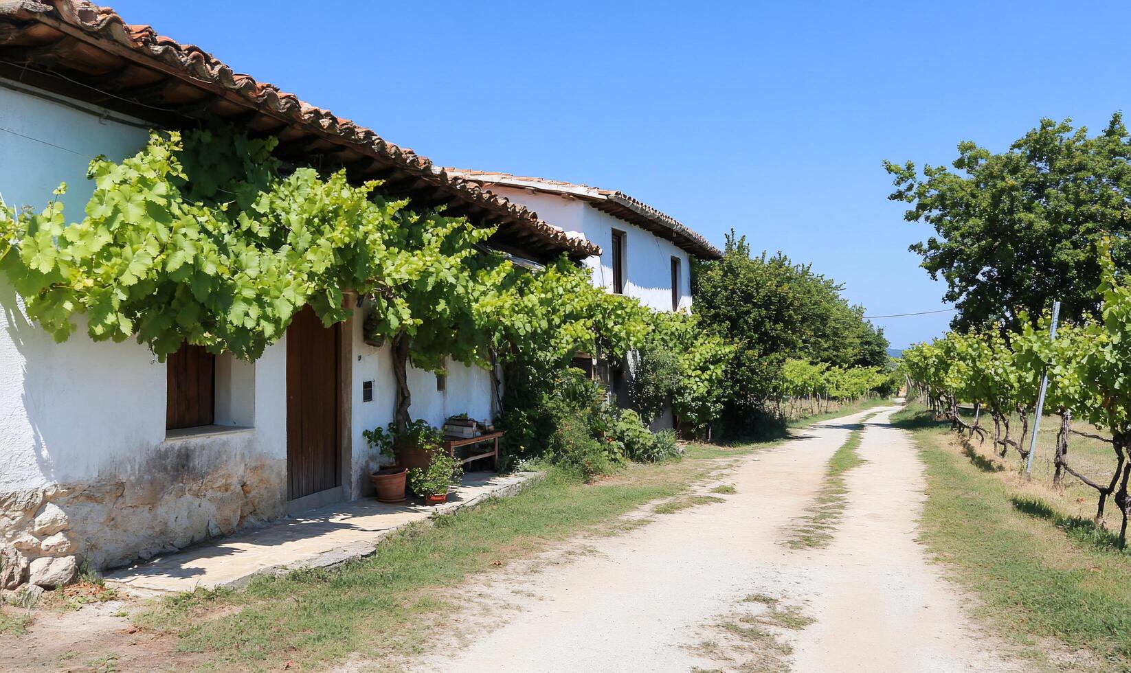 A rustic path leads to a charming vineyard house under a blue sky. photo