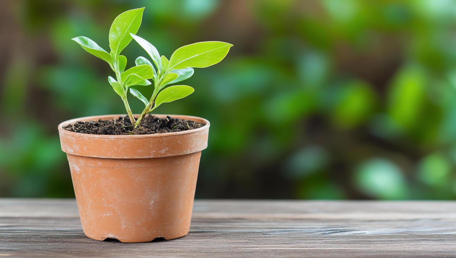 A small green plant growing in a terracotta pot on a wooden table. photo