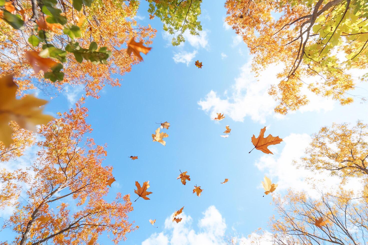 A vibrant autumn scene with falling leaves against a blue sky. photo