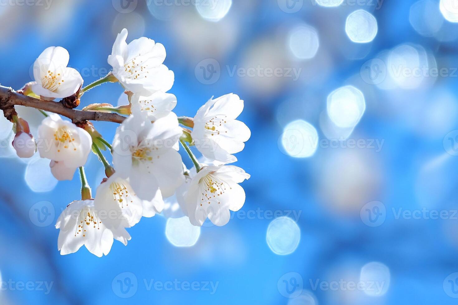White cherry blossoms on a branch with blue sky background photo