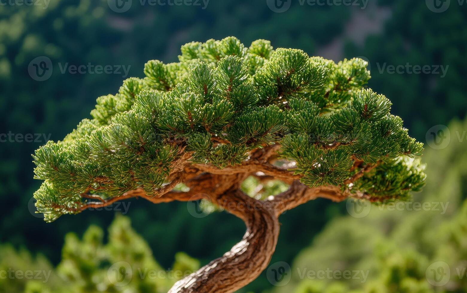 Majestic ancient conifer tree stands tall against a backdrop of green foliage in a serene natural setting photo
