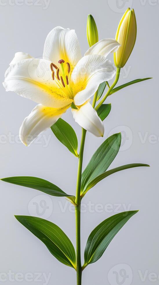 Beautiful white lily flower with yellow accents and green leaves on a grey background photo