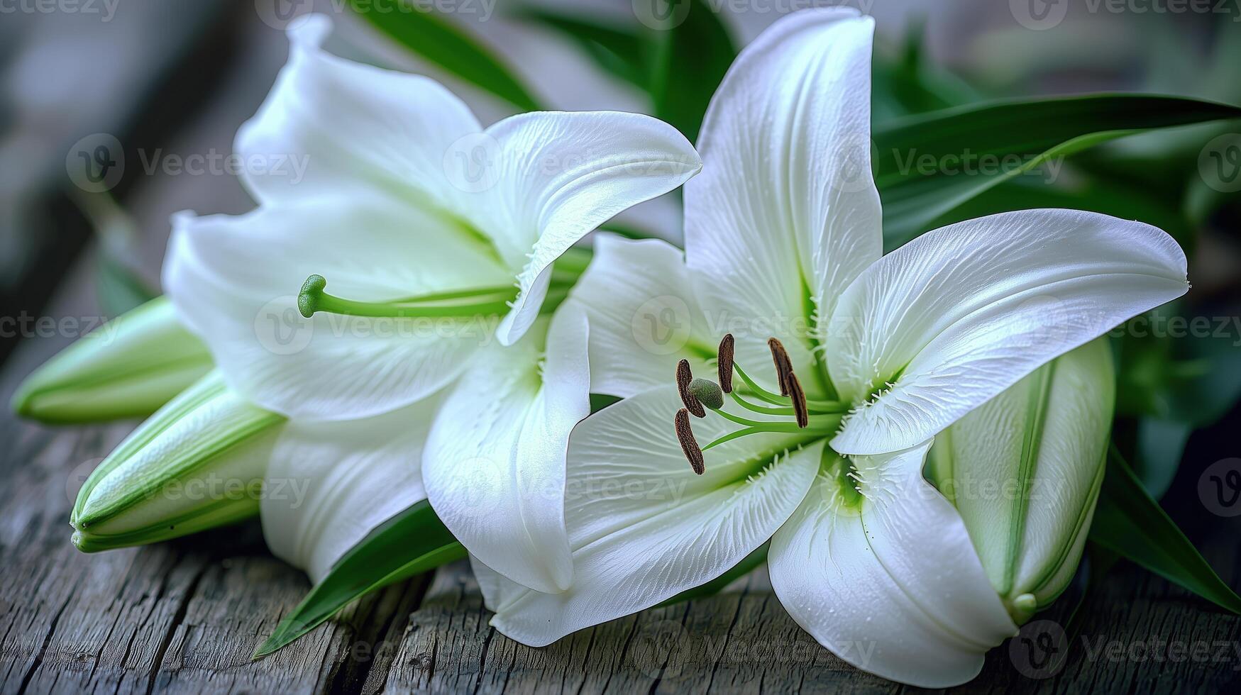 Elegant white lilies blooming on rustic wooden surface photo