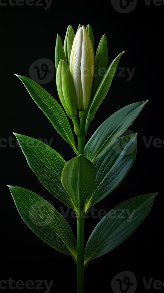 Elegant white lily bud surrounded by lush green leaves on a dark background photo