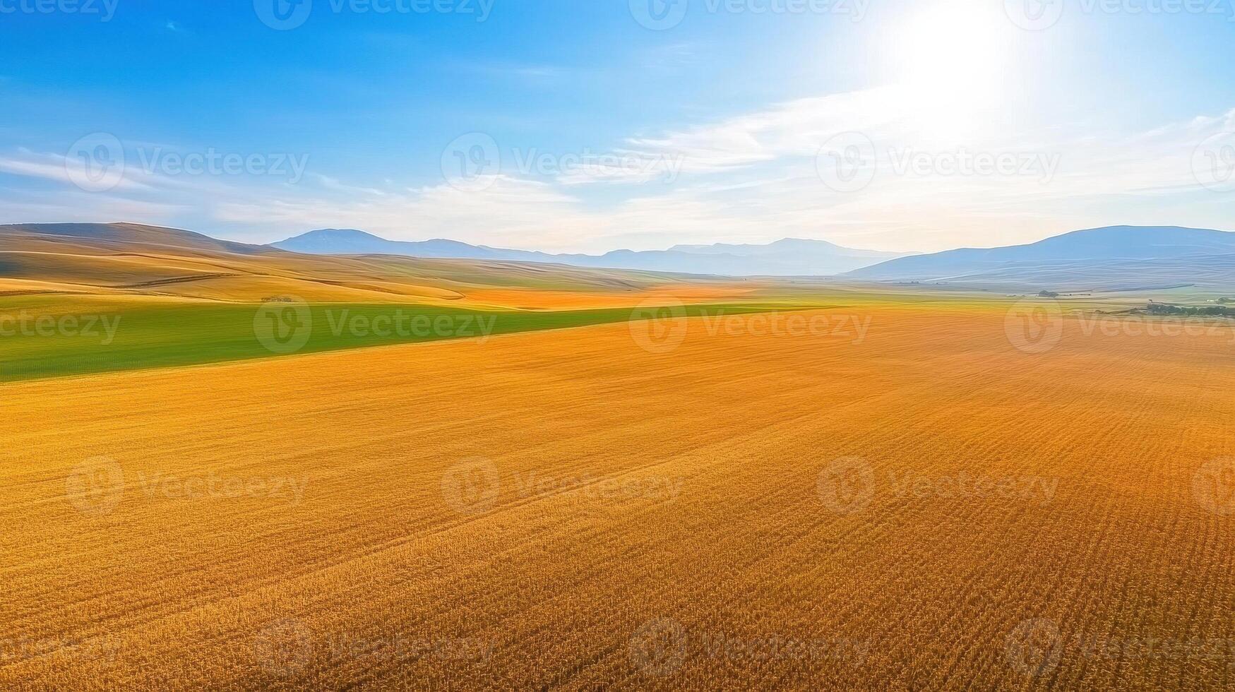Aerial view of expansive golden wheat field under bright sunlight in countryside photo