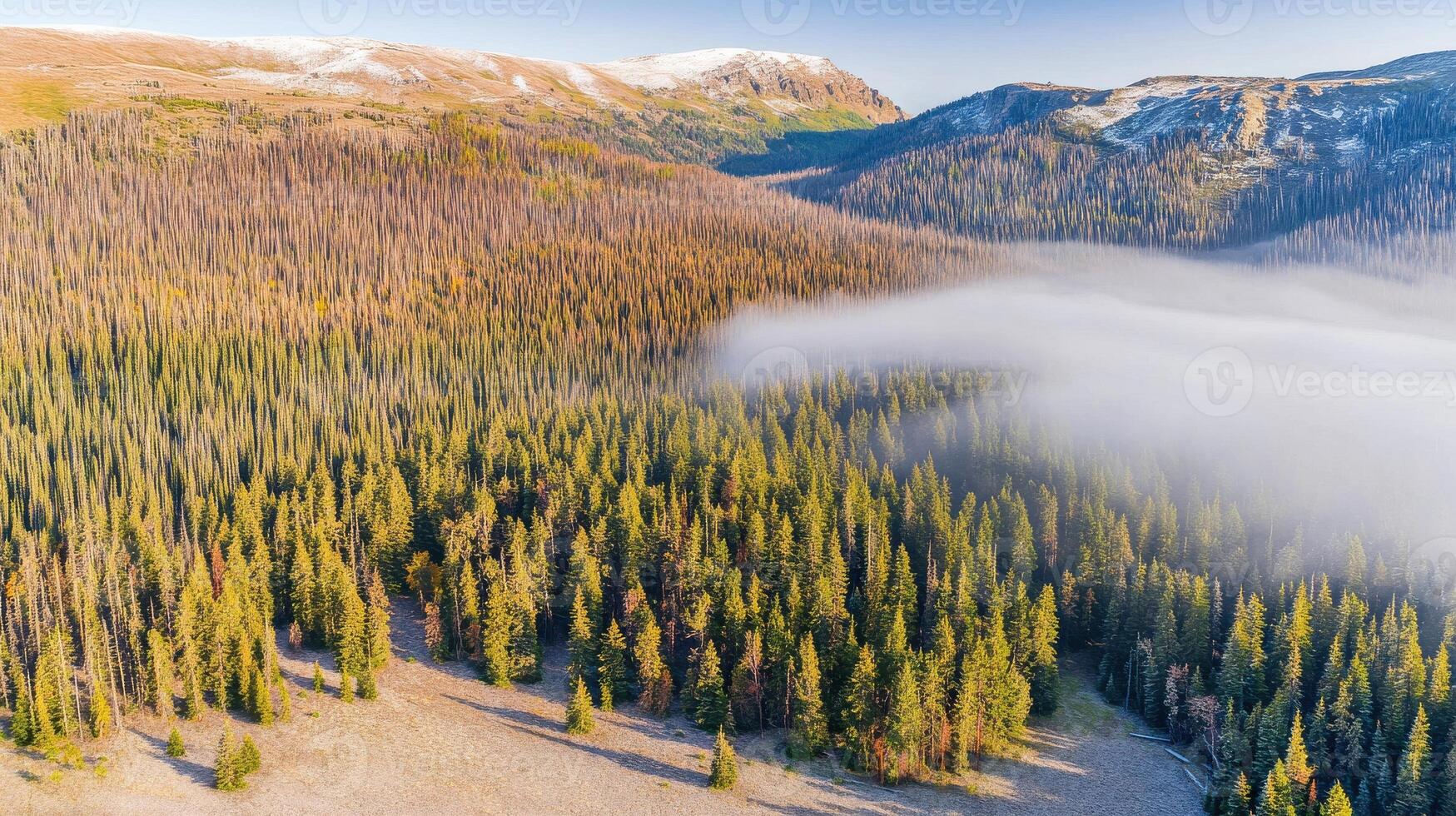 Aerial view of dense evergreen forest with mist over mountain valley photo