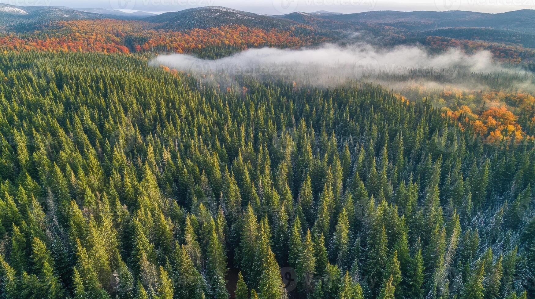 Aerial view of dense forest with autumn trees and misty hills in the background photo