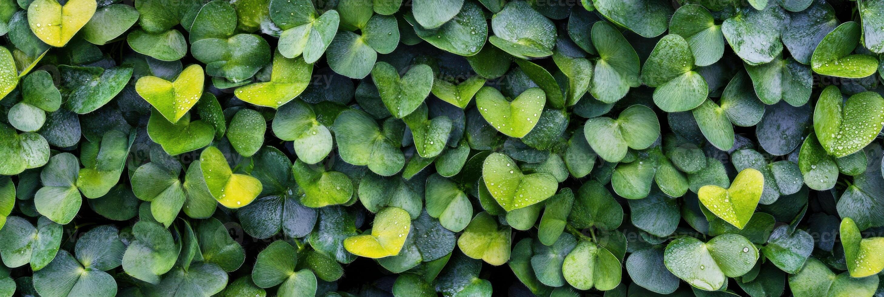 Lush clover leaf background with dewdrops creating a fresh natural pattern photo