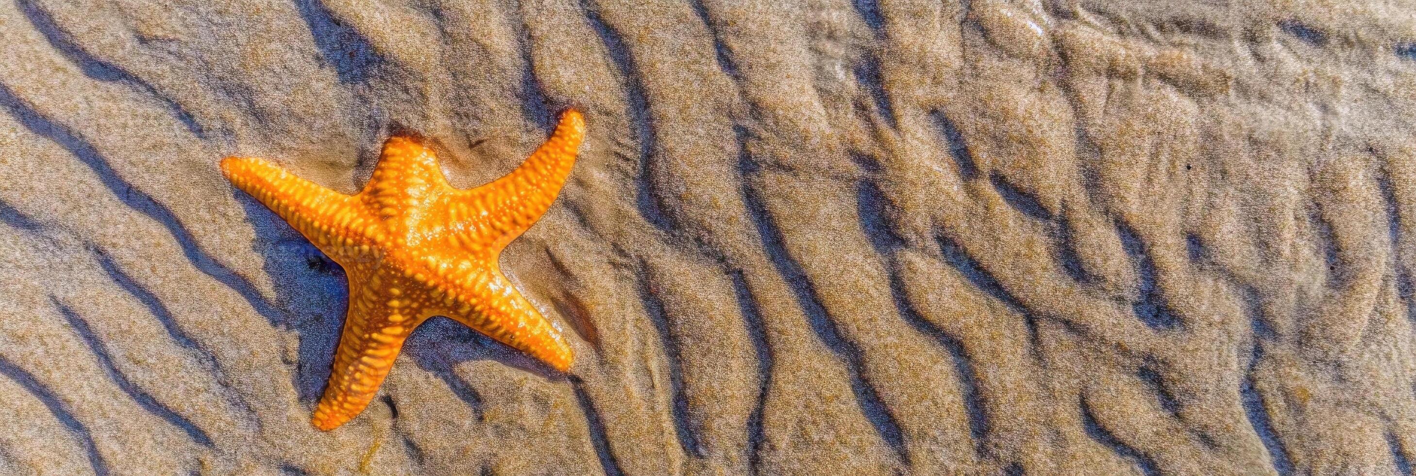 Vibrant orange starfish resting on rippled sandy beach surface, marine life concept photo