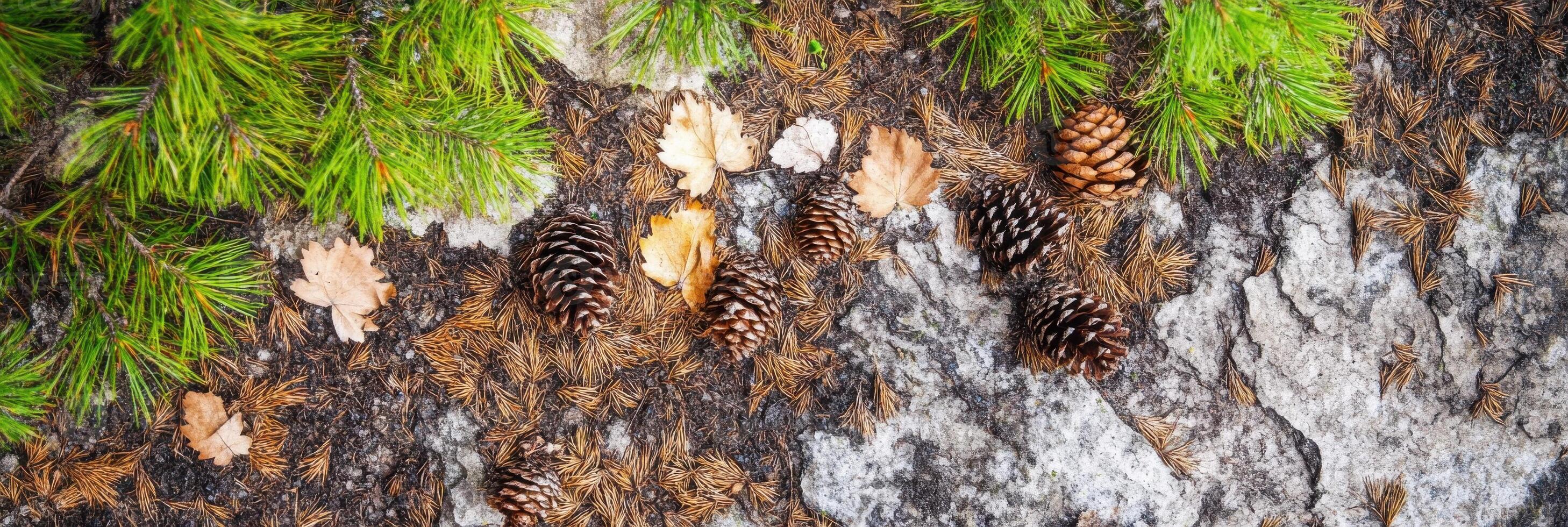 Natural woodland texture with pinecones, leaves, and needles on rock surface photo