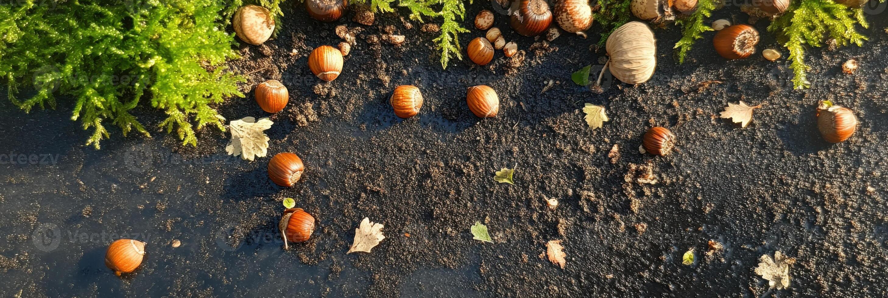 Autumn scene with fallen acorns and moss on a dark ground surface photo