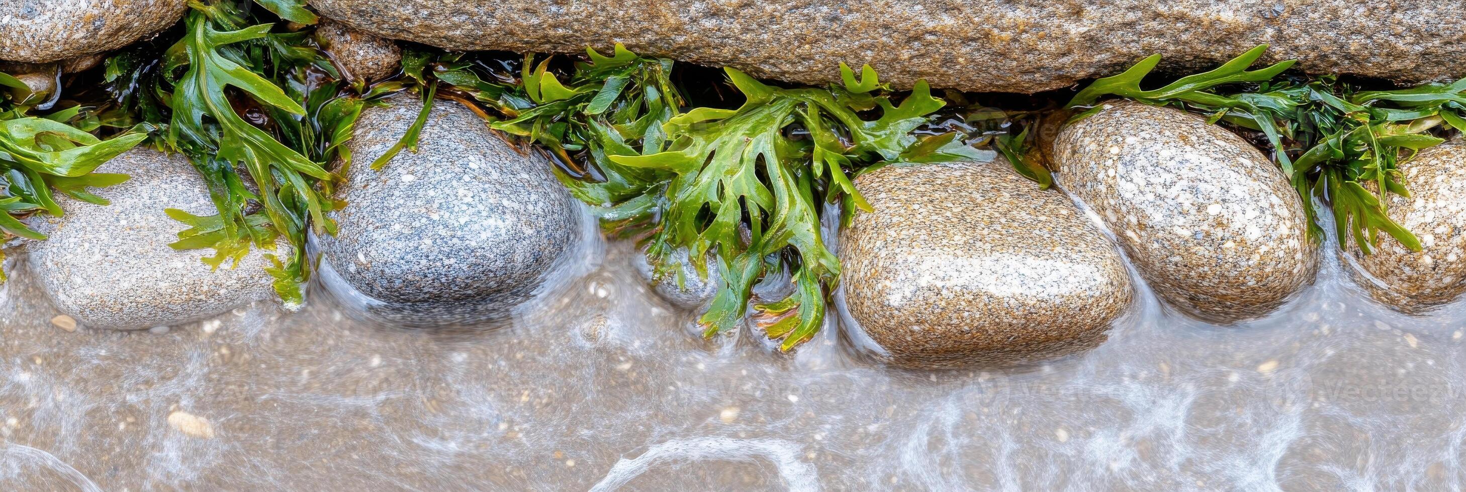 Coastal pebbles and seaweed in shallow water at the edge of a rocky shoreline photo