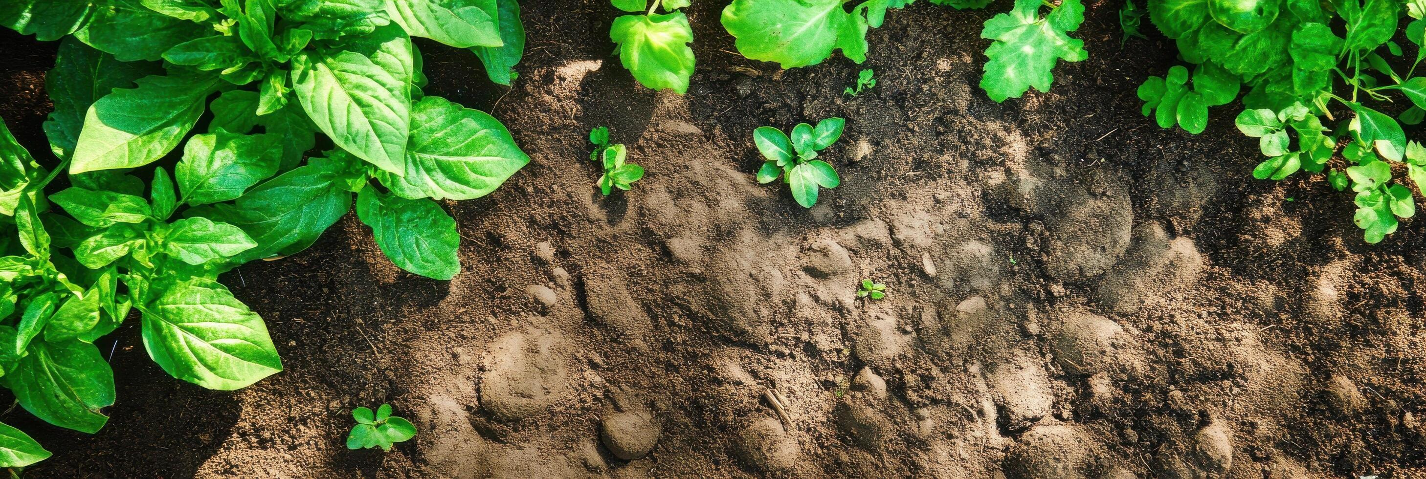 Lush green spinach and herb plants growing in fertile garden soil photo