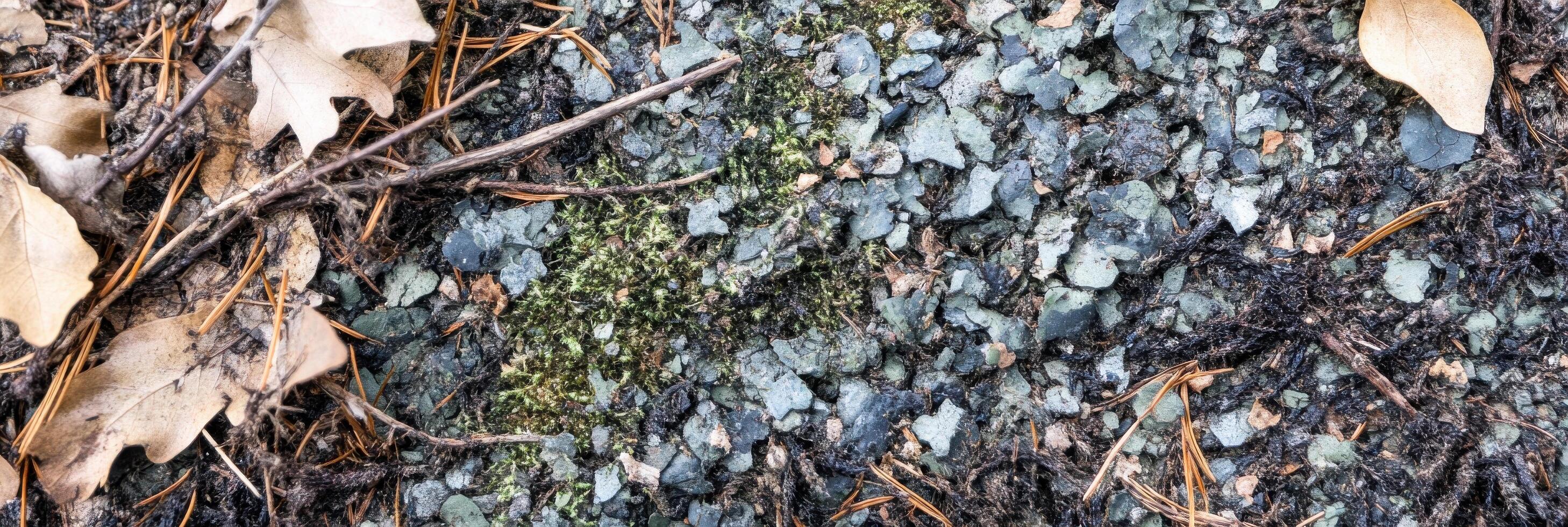 Close-up texture of forest floor with moss, leaves, and pine needles in nature photo