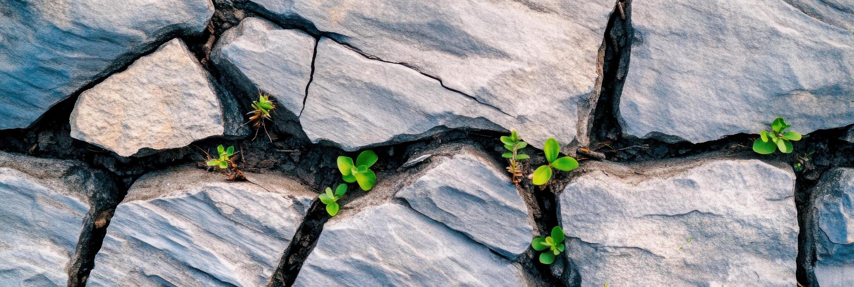 Small green plants growing through cracked stone surface in natural setting photo