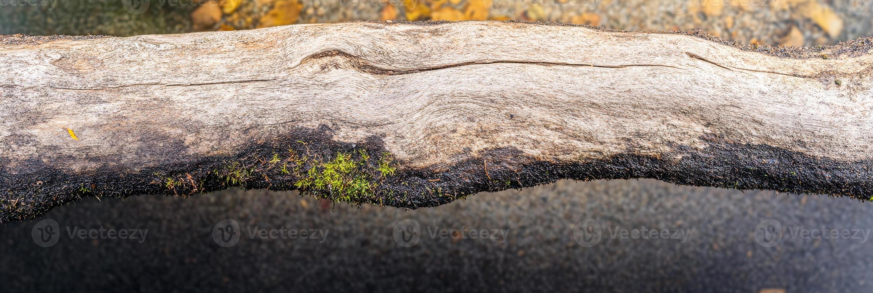 Textured driftwood log with moss gently laying over clear river water photo