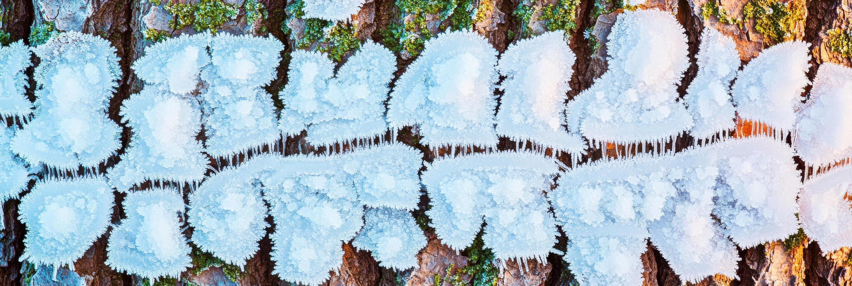 Close-up view of tree bark with frost and moss creating natural texture photo