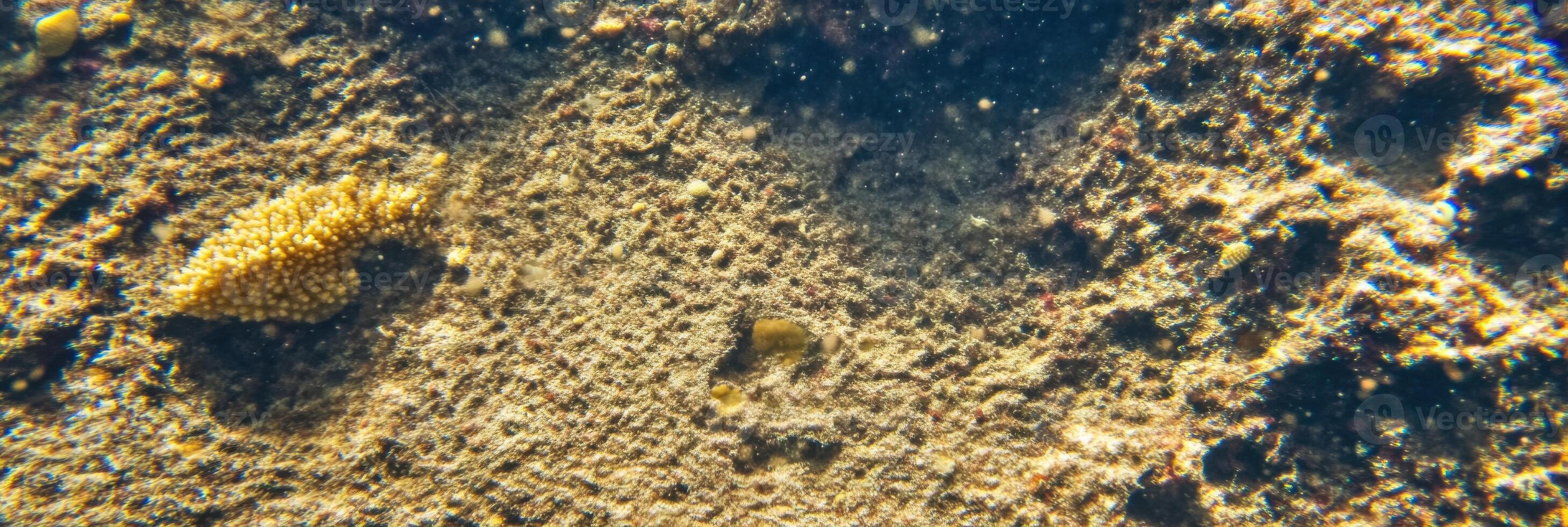 Underwater view of coral reef texture with sunlight filtering through water photo