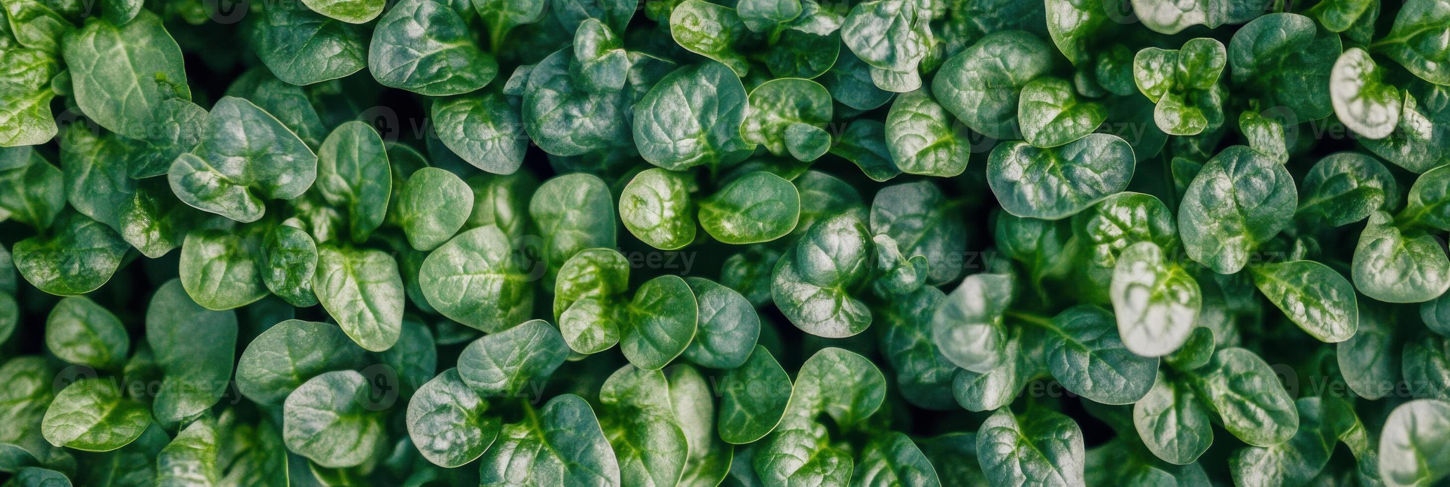 Fresh young spinach leaves with vibrant green texture view from above photo