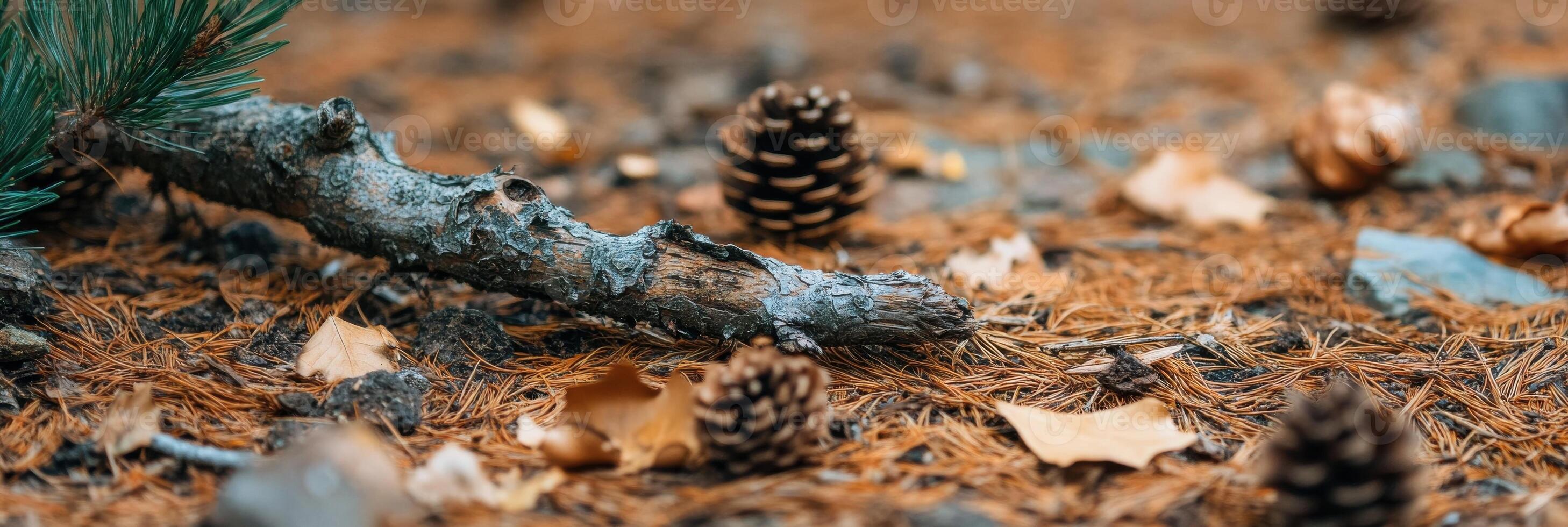 Close-up view of forest floor with pine cones, leaves, and a tree branch photo