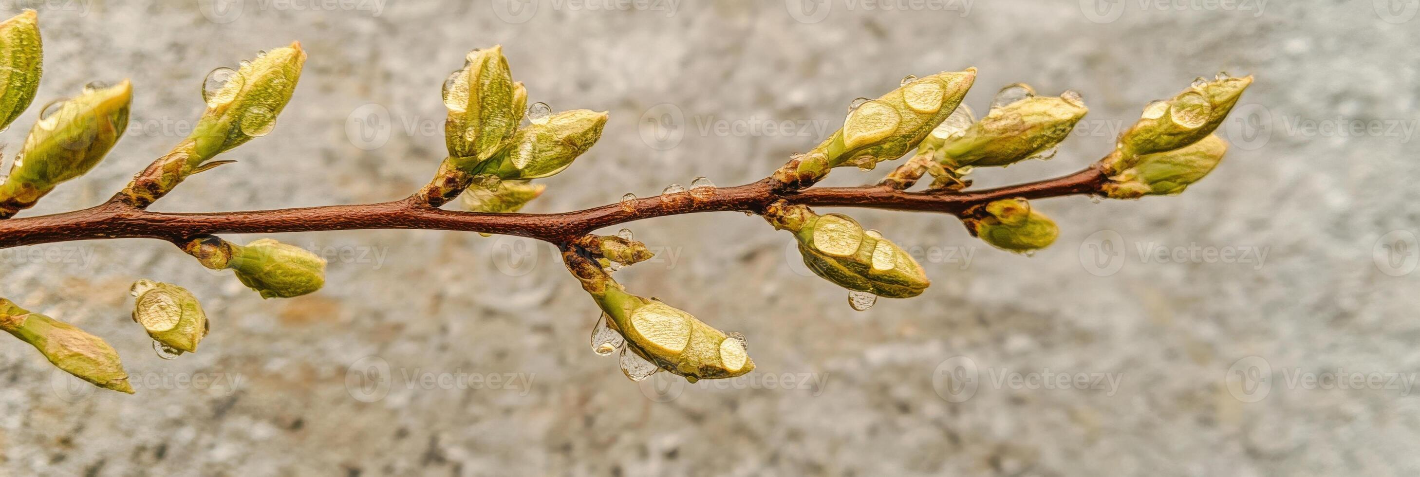 Fresh green buds with dew on branches symbolizing spring growth and renewal photo