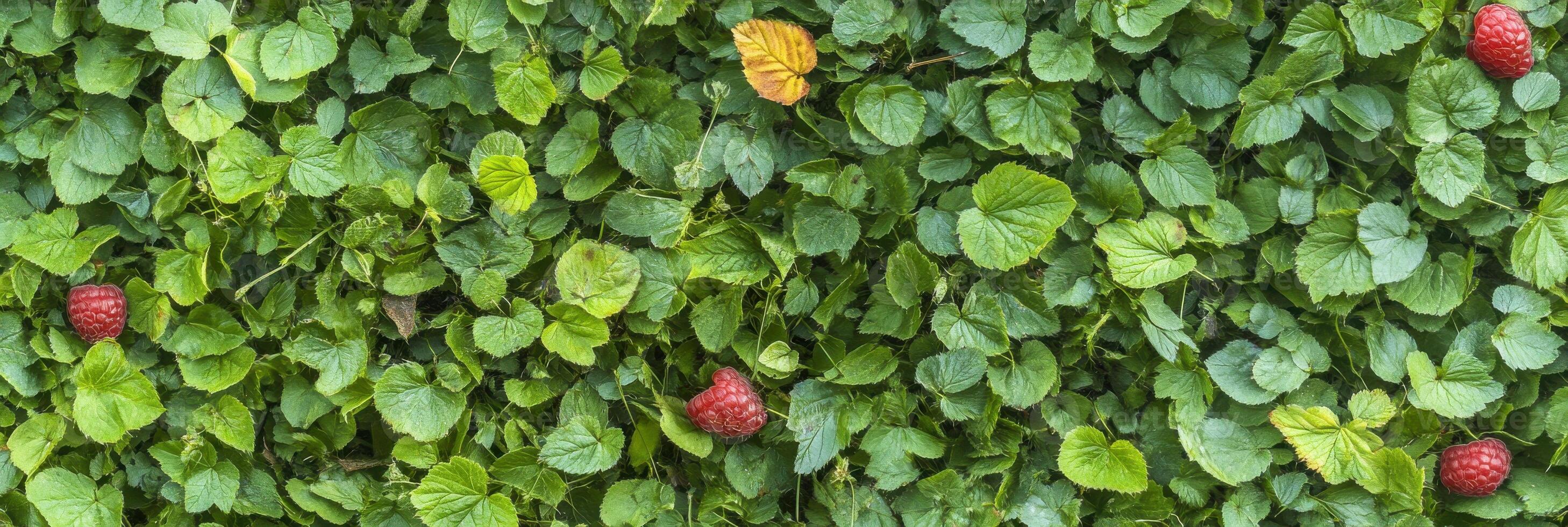Lush green foliage with scattered raspberries and one yellow leaf photo