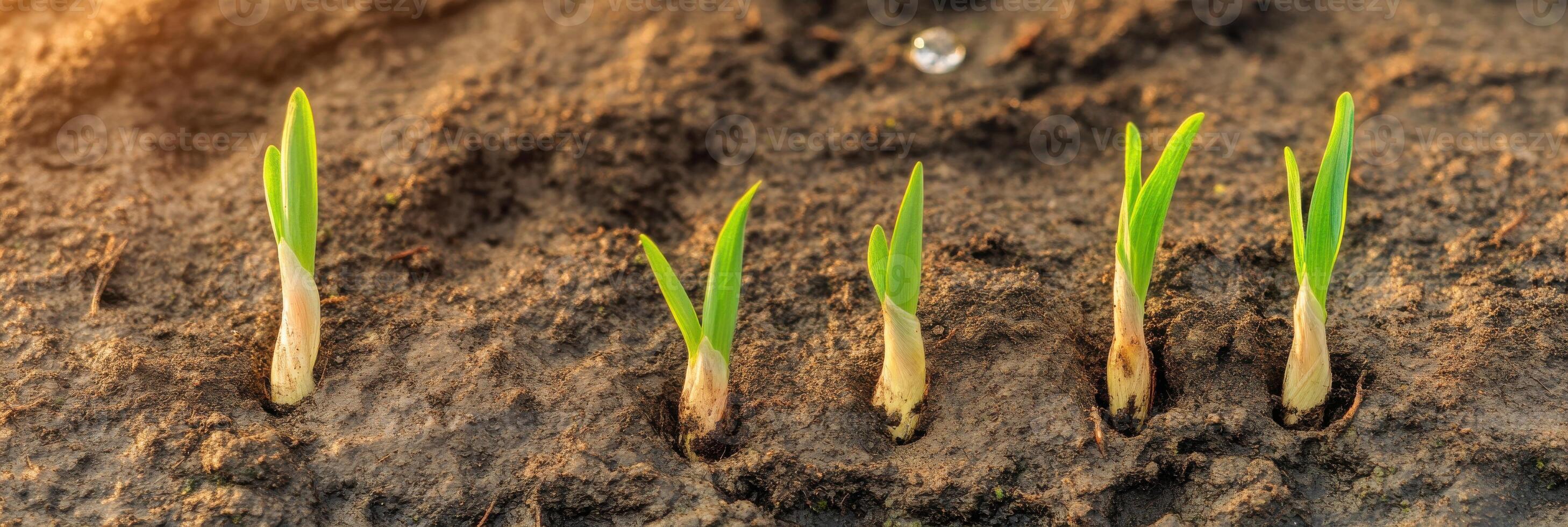 Row of young green sprouts emerging from soil in early spring morning light photo
