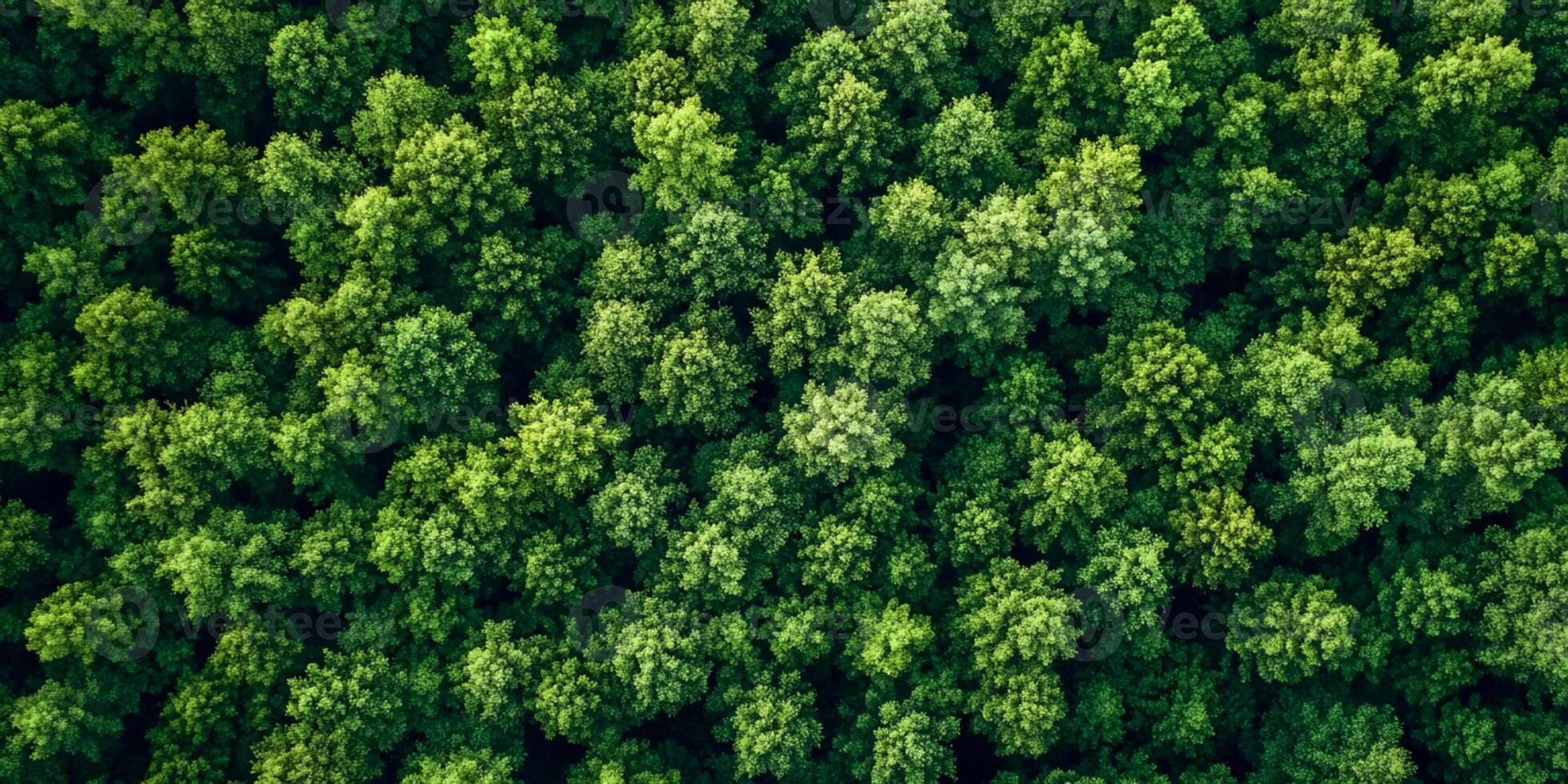 Aerial View Capturing Lush Green Forest Canopy in Natural Daylight photo