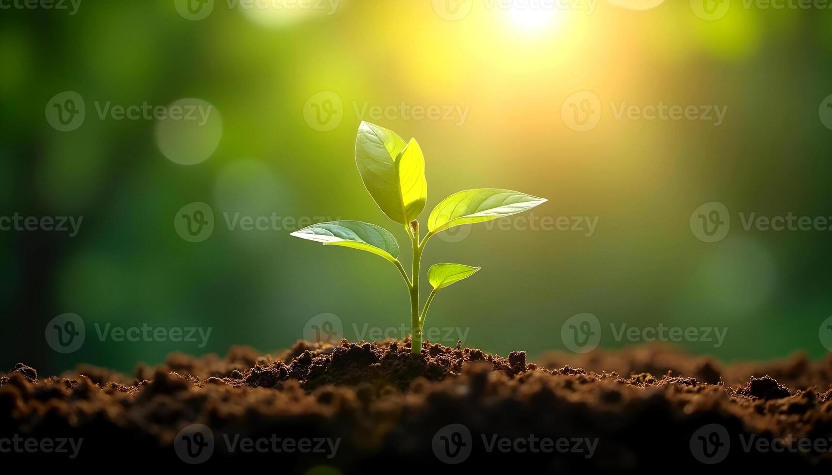 Young plant growing in sunlight shows new life and hope in nature photo