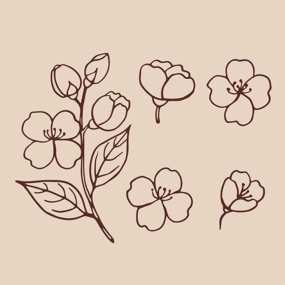 Set of leaves and flowers of jasmine. Hand drawn illustration, outline style vector