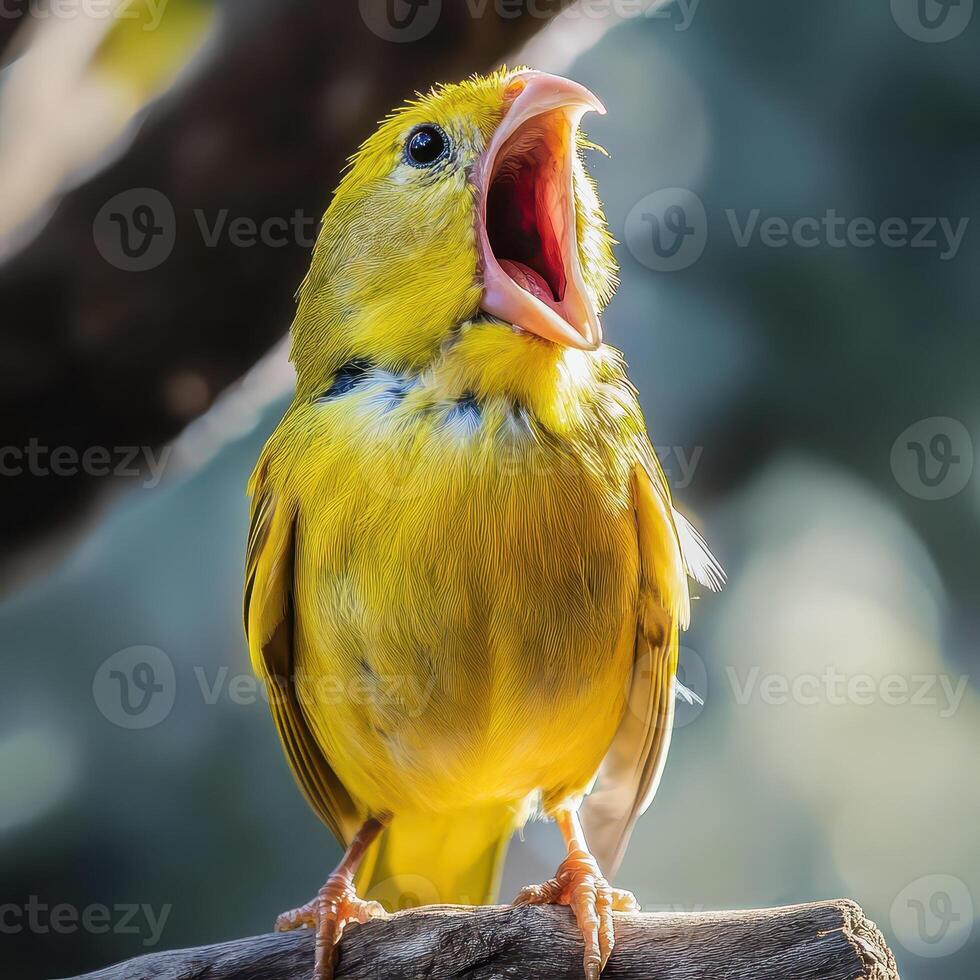 A yellow bird with its mouth open photo