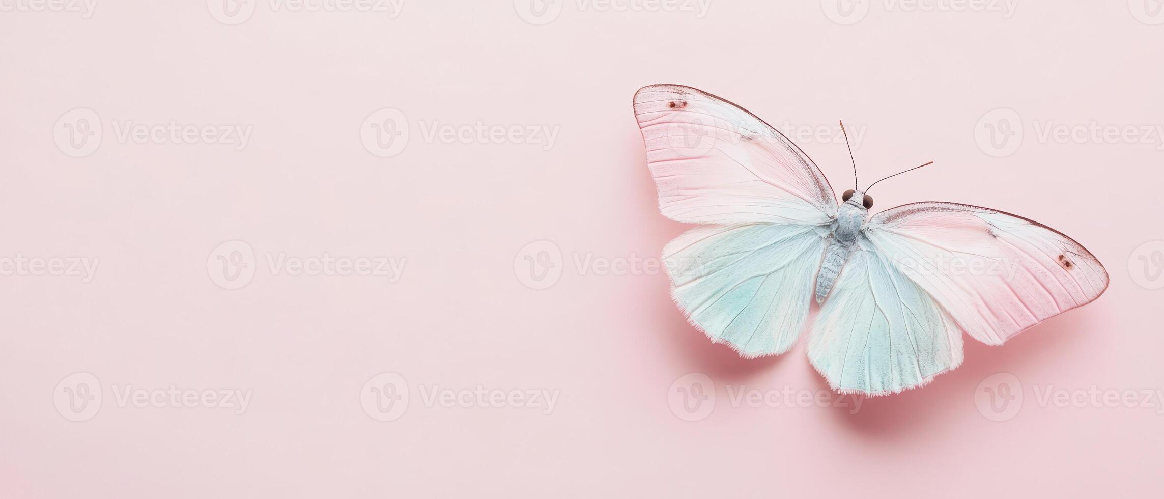 A white and pink butterfly on a pink background photo