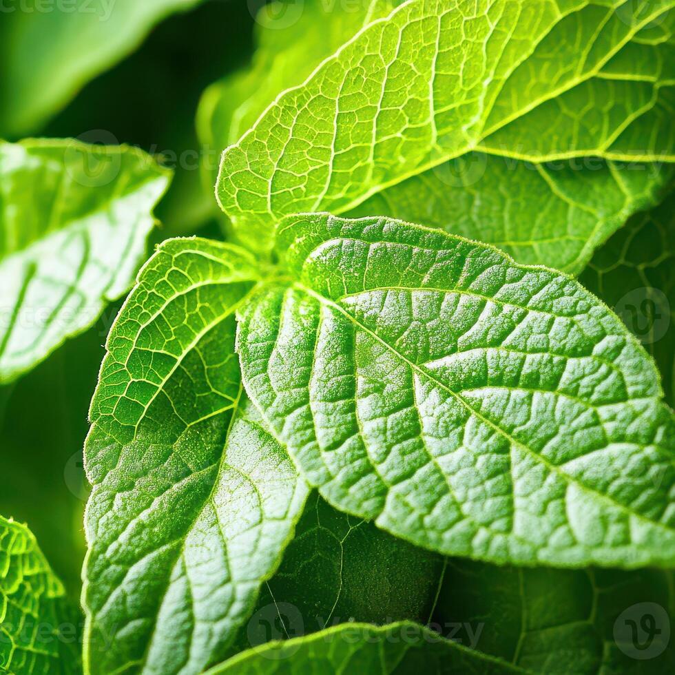 A close up of a green leaf with a green stem photo