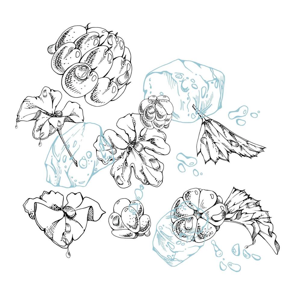 Cloudberry raspberry flying in water wave splash, ice cubes, plant leaves and drops, hand drawn ink, ripe summer forest berry. Isolated illustration for restaurant, cafe menu, farmers market vector