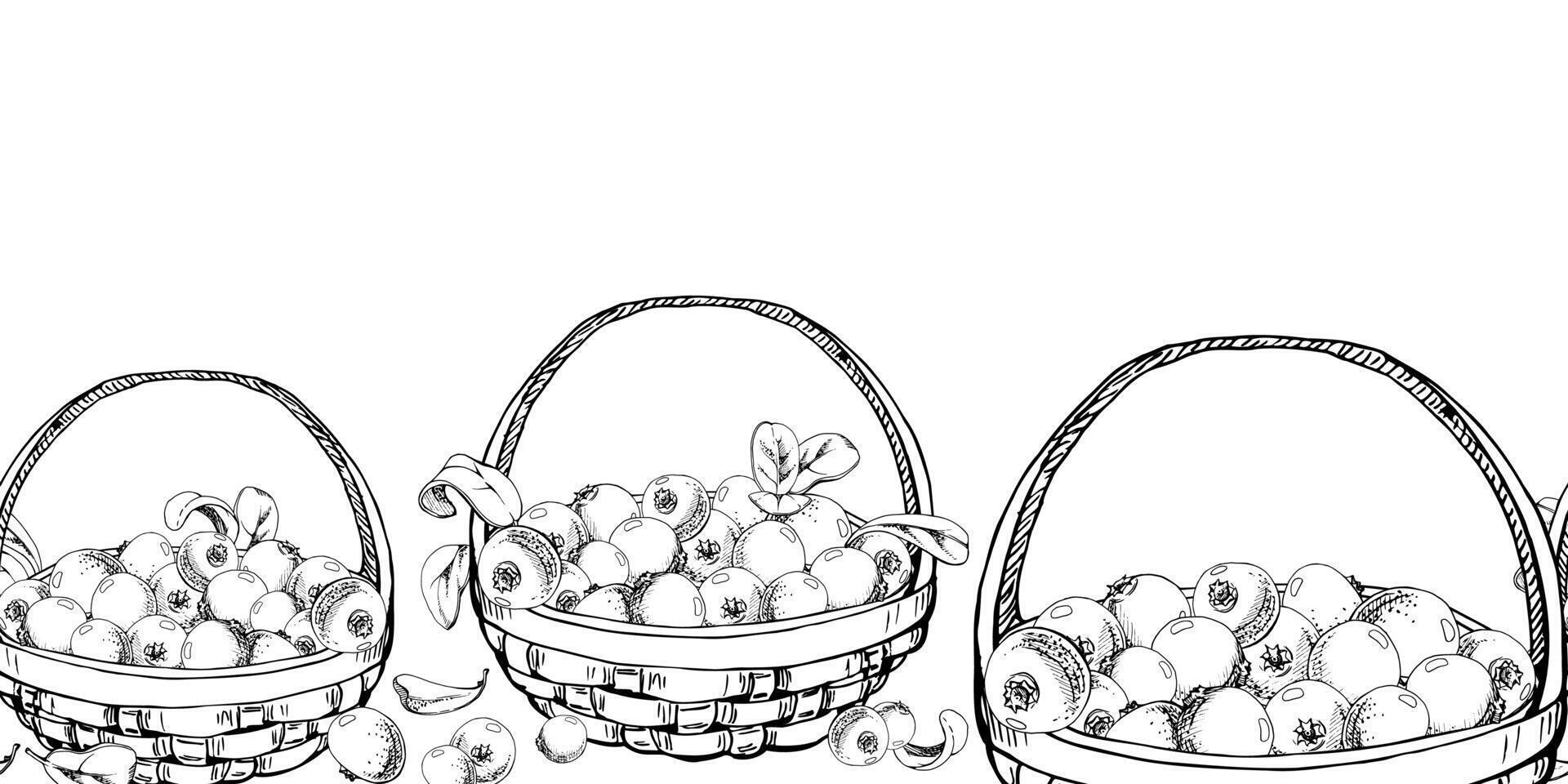 Cranberry lingonberry with leaves in weaved basket, hand drawn in ink, scattered ripe picked forest berry harvest. Isolated seamless banner. Restaurant, cafe menu, recipe book, farmers market vector