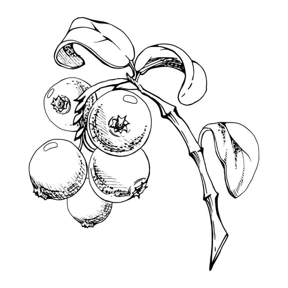 Cranberry lingonberry on branch with green leaves, ripe forest berry bearberry teaberry wintergreen cluster group, hand drawn in ink. Isolated botanical illustration, for menu, farmers market vector