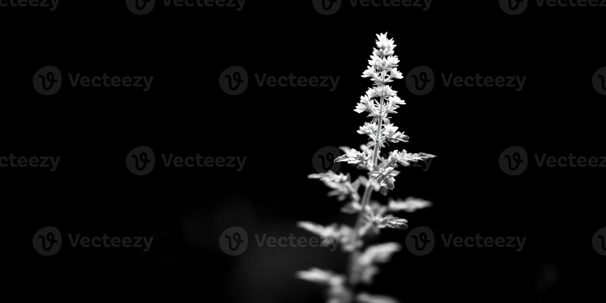Minimalist Floral Stem. Delicate White Bloom Against Black Background photo