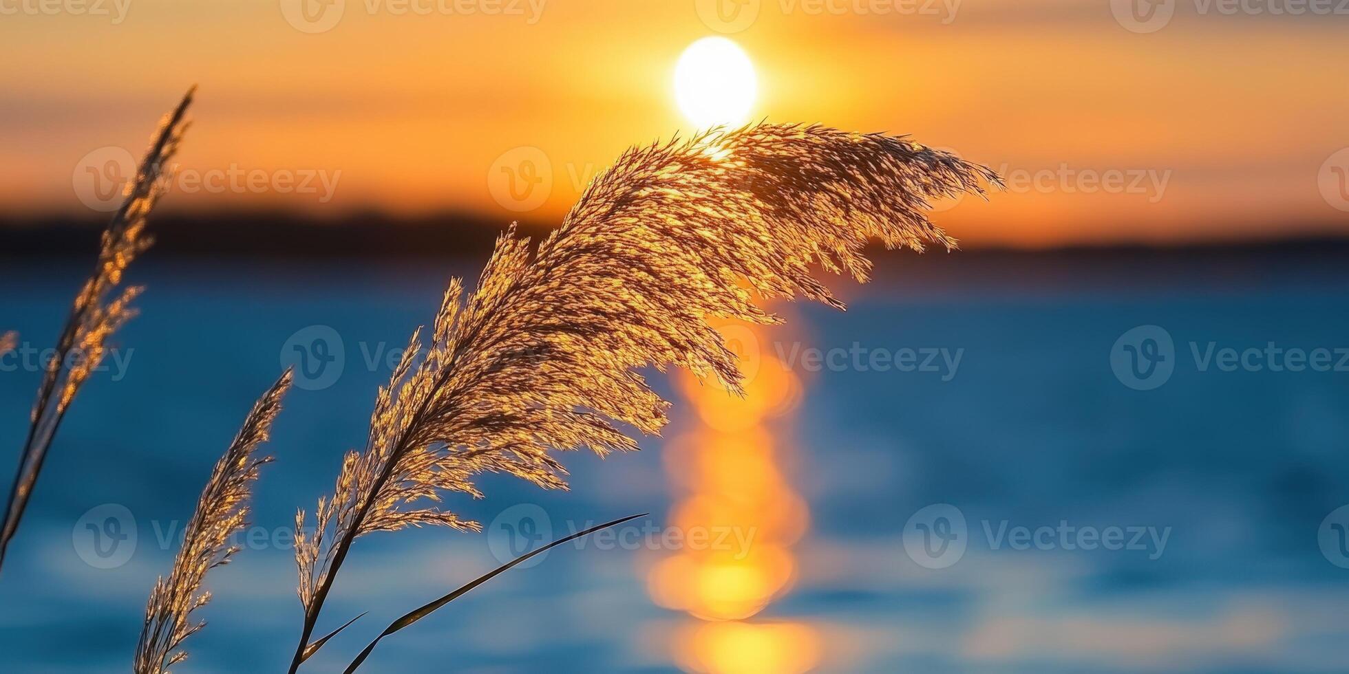 Reed Against Sunset. Golden Hour Glows Across Water, Beautiful Reed Silhouette photo