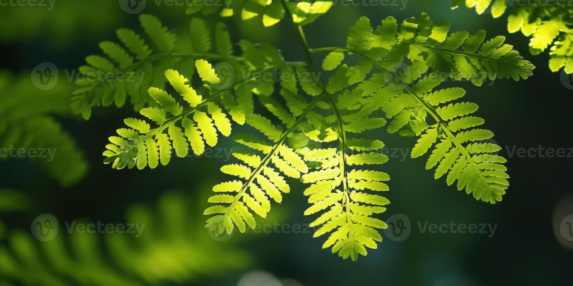Green Fern Fronds. Lush Foliage with Play of Light and Shadow in Forest photo