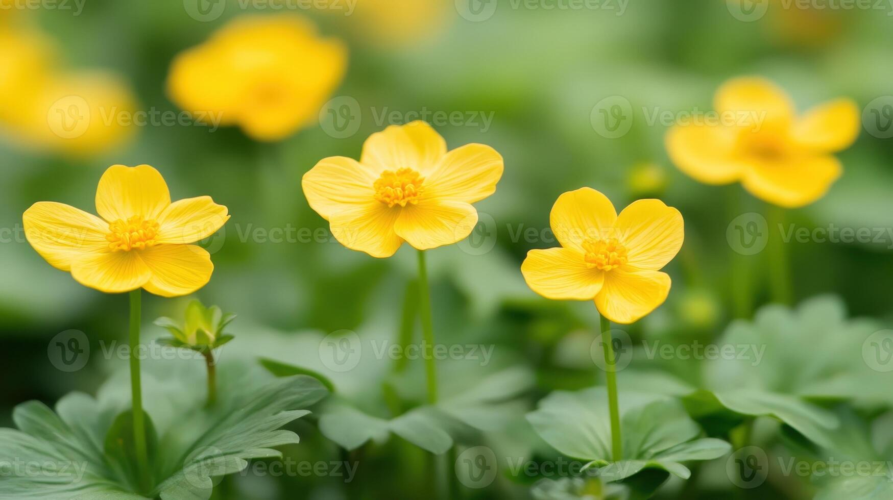 Radiant Buttercups Blooming. Bright Yellow Flowers in Soft Focus Garden Setting, Sunny Day photo