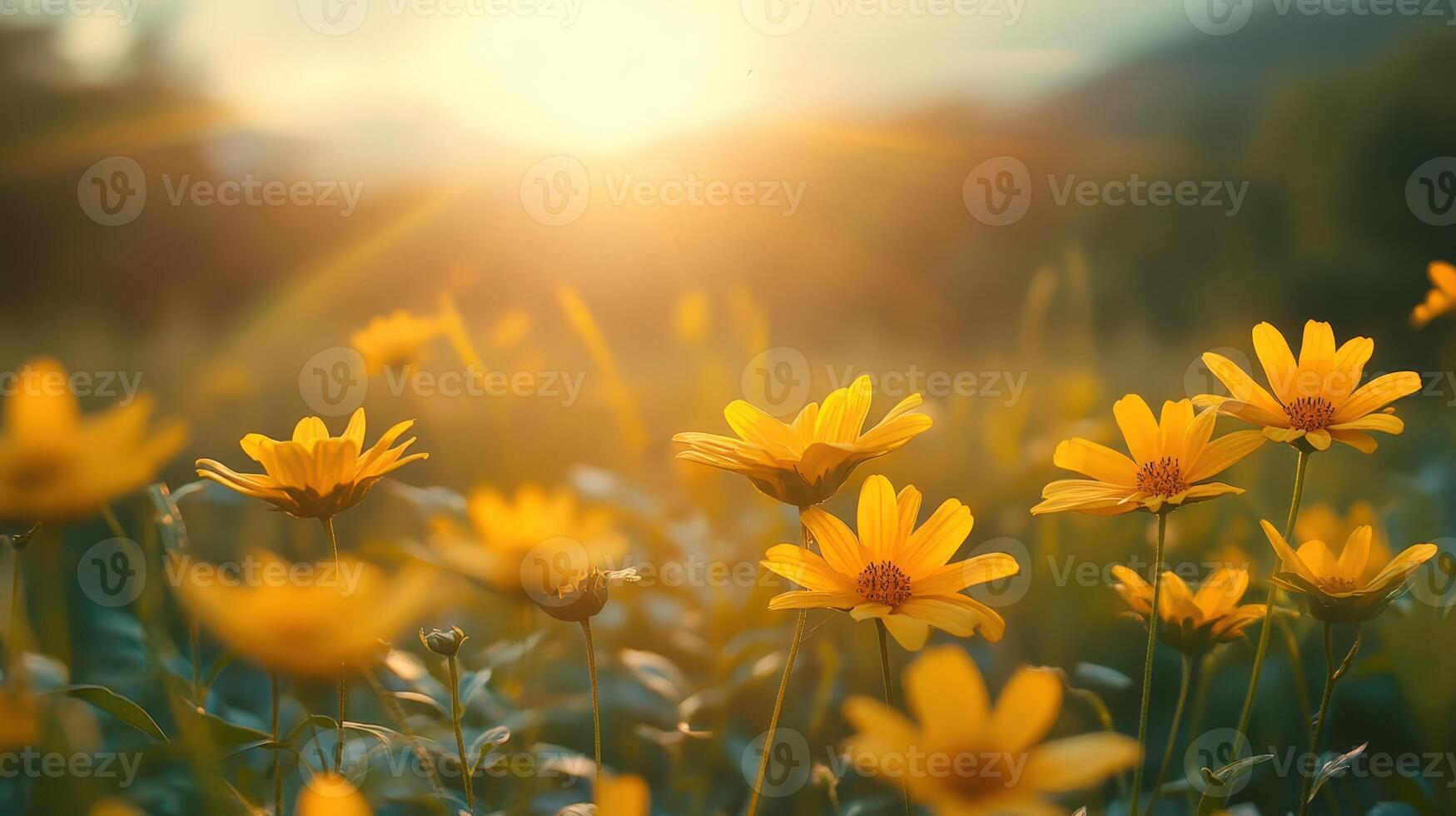 Dreamy Yellow Flowers. Warm Sunset in Blooming Field with Beautiful Light photo
