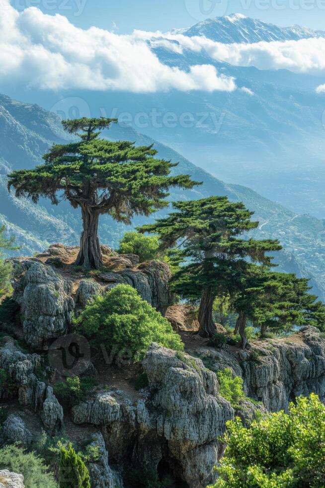 Trees grow on rocky cliff. Green plants in natural place. Mountain landscape is on background. Nature view in summer day. photo