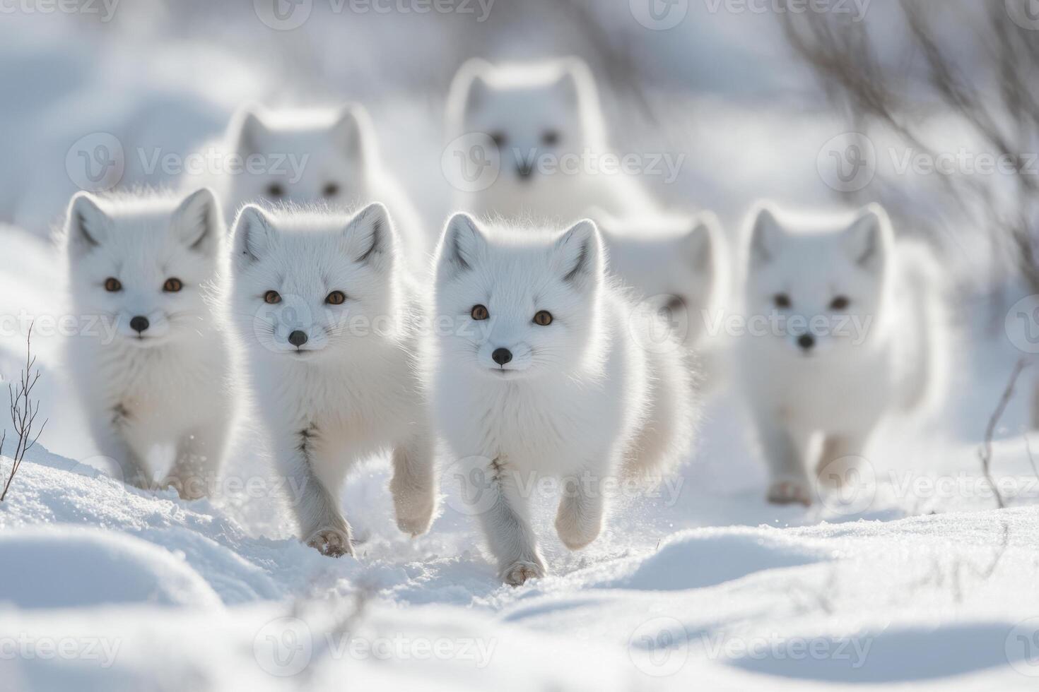 Several white foxes run forward. The animals are in a snowy winter landscape. The sunshine creates a beautiful light on the fur. photo