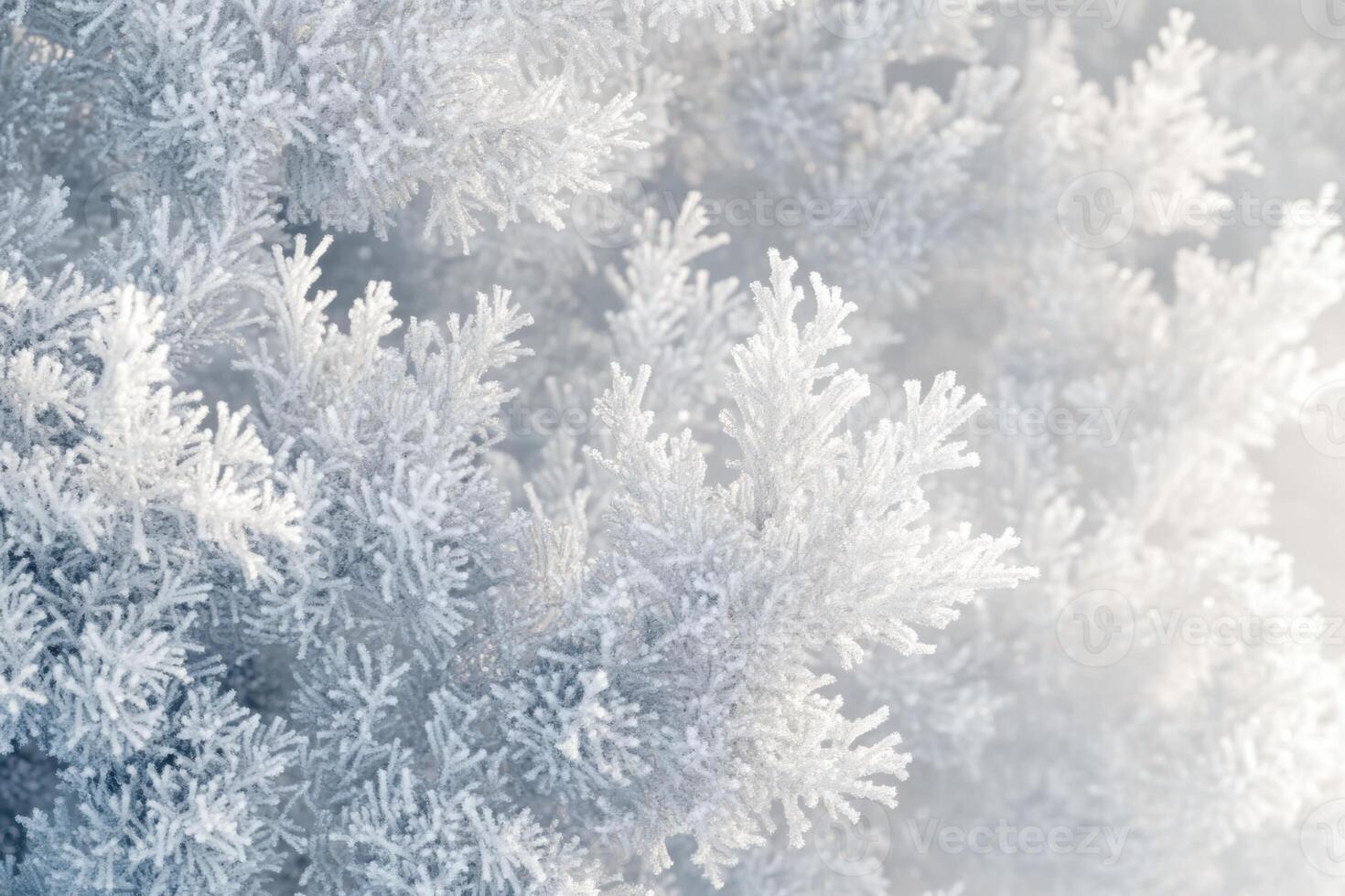 Close up view of winter tree branches. Branches covered in frost. Cold winter day. Detailed ice crystals on tree. White winter background. photo
