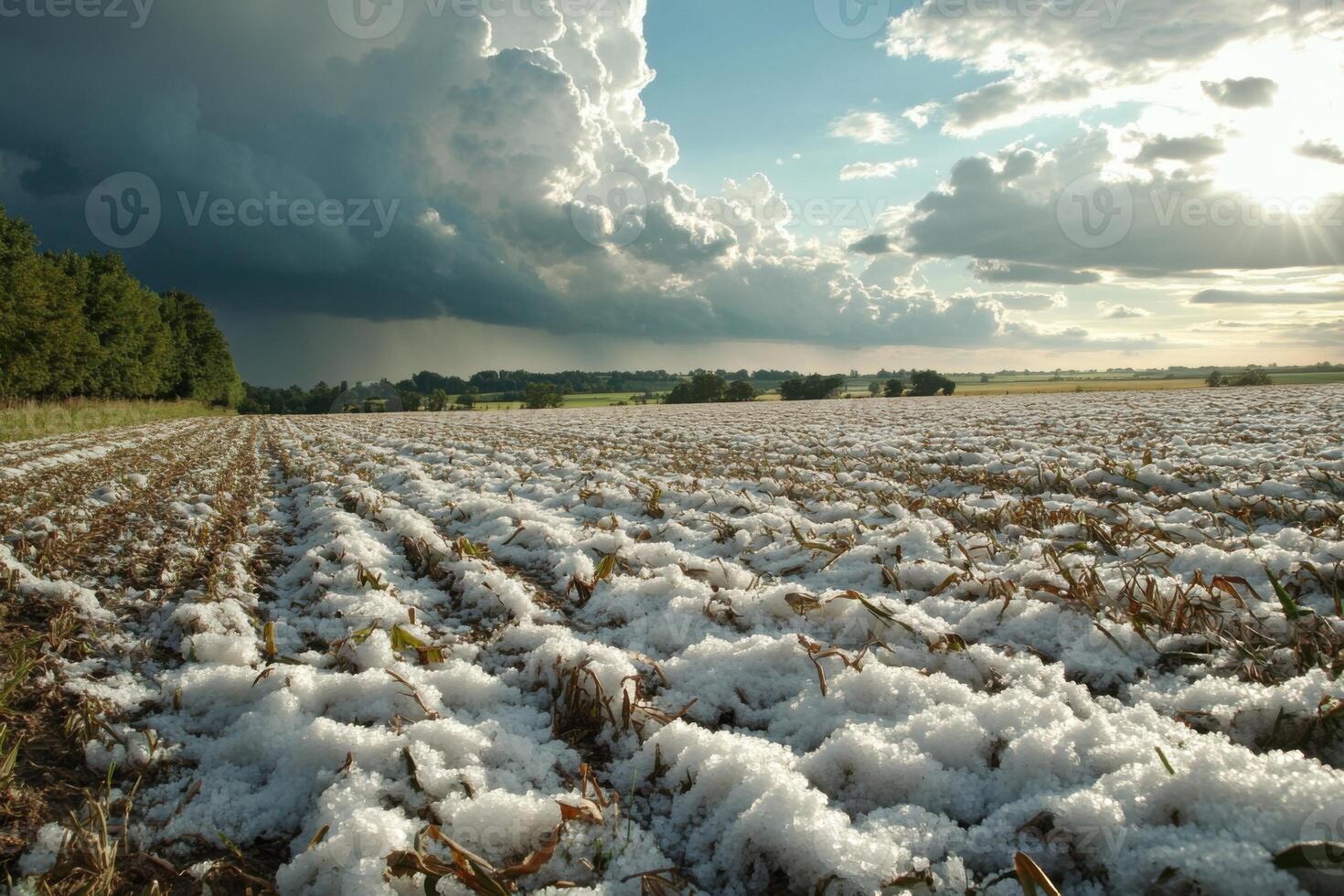 Rural landscape showing open field with white hail after storm dramatic sky trees farm sun weather nature country outdoors photo
