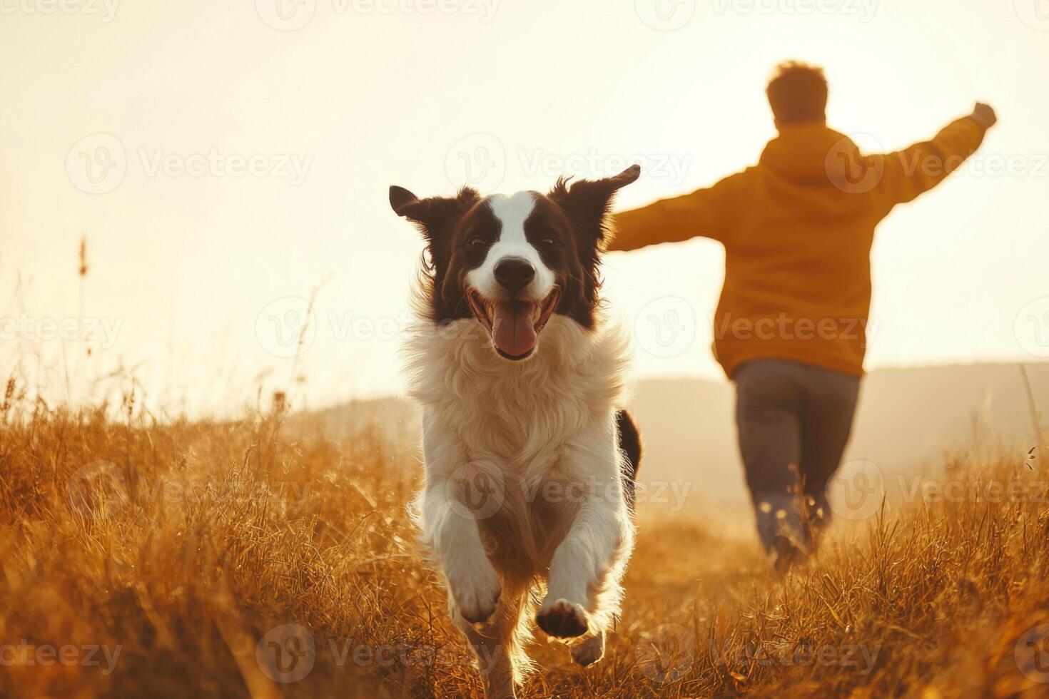 Happy dog running toward camera in golden field. Person runs behind with arms open. Warm sunshine background on nature landscape. photo