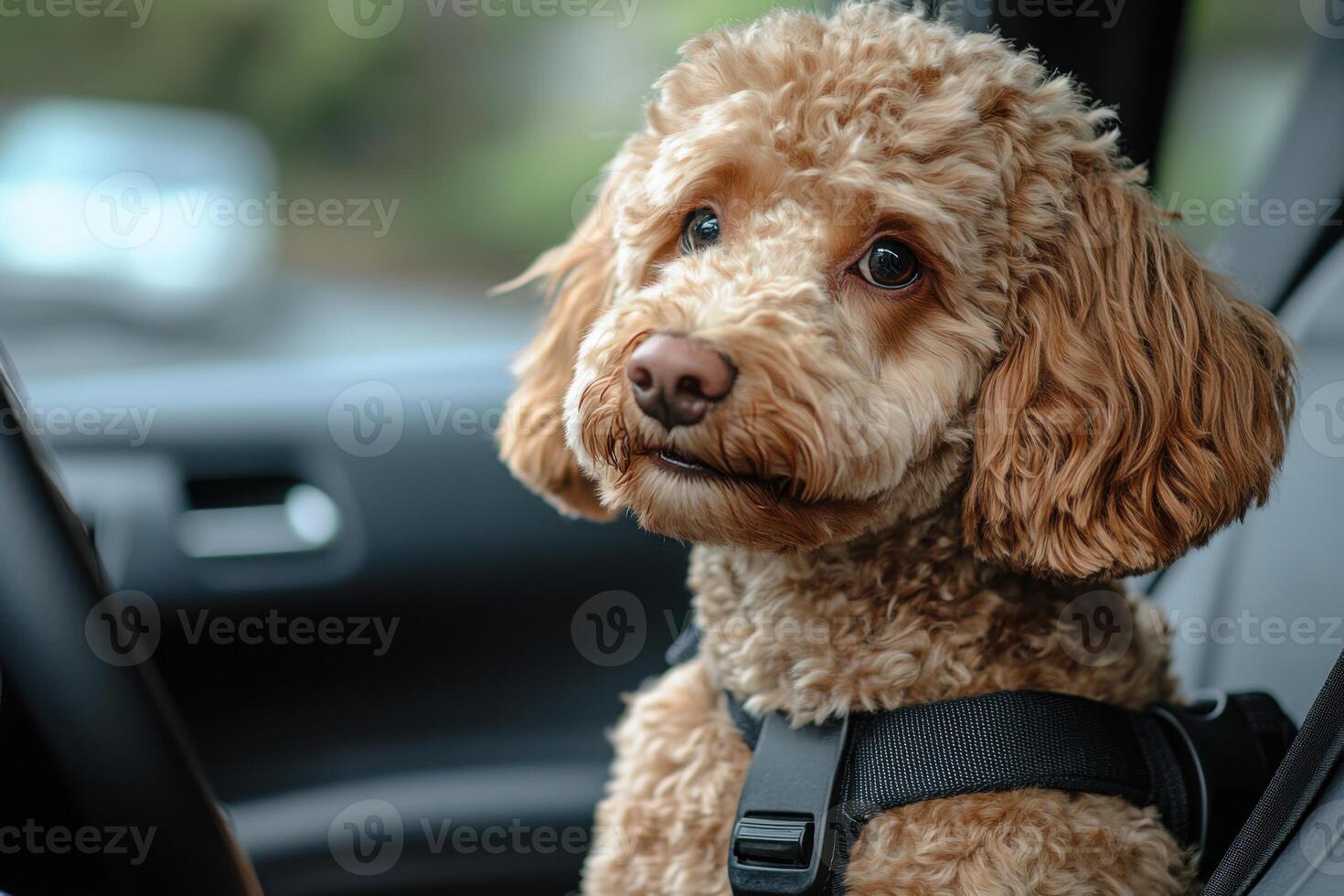 Small brown curly dog sits in car seat wearing a harness looking forward with blurred background showing vehicle dashboard and trees. photo