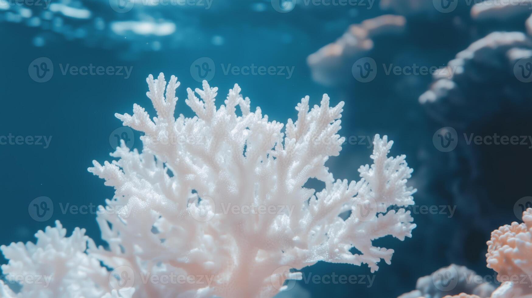 A coral reef with white coral photo